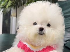 -南京宠物基地·宠物狗宠物猫售卖(南京店)