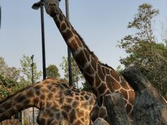 -清迈夜间动物园