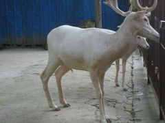 -白鹿洞书院