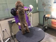 -暖阳宠物医院·犬猫康复中心·骨科