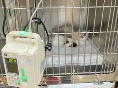 -宠福鑫动物医院(望京分院)