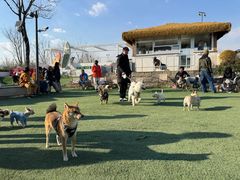 -爪吧宠物乐园 (温榆河示范区店)