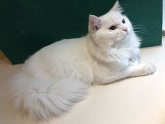 -飞行喵MR PILOT|猫舍·猫咖(静安大融城店)