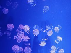 -芜湖新华联大白鲸海洋公园