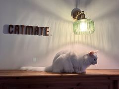 -Catmate·猫肥家润(金润铂宫店)