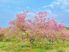 -天适樱花悠乐园