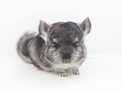 -龙猫仔乐园(惠福东路店)