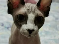 -宠福鑫康馨动物医院·骨科·眼科