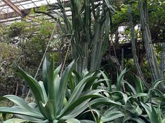 -呀路古热带植物园