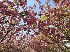 -高东镇樱花园