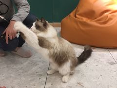 -飞行喵MR PILOT|猫舍·猫咖(静安大融城店)