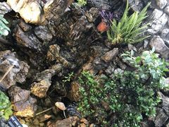 -二荆条·蜀鲜汇城市森林火锅