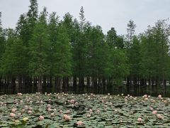 -白鹭湾湿地公园