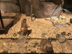 -zoonana室内动物园(东方福来德店)