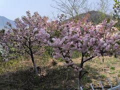 -樱花山风景区