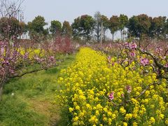 -南汇桃花村