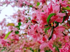 -郑州中国绿化博览园