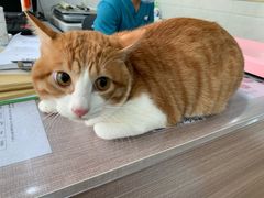 -荔康动物医院(康王北路店)