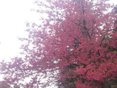 -武汉大学-樱园