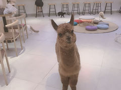 -Heymao猫咖.咖啡厅(东门店)
