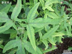 -广州神农草堂中医药博物馆