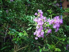 -合肥滨湖国家森林公园