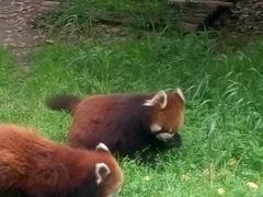 -上海野生动物园老虎餐厅