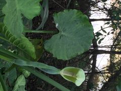 -南宁良凤江国家森林公园