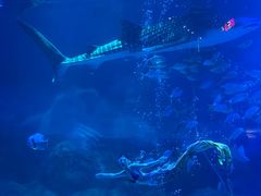 -烟台海昌鲸鲨海洋公园