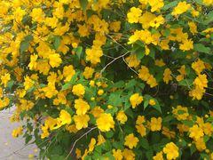 -济南国际园博园