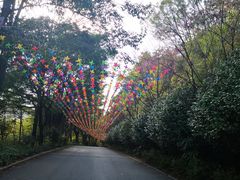 -广州市帽峰山景区