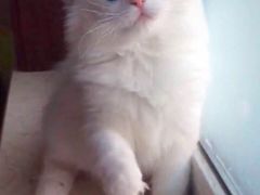 -东方名猫馆·英短金渐层布偶猫舍(环线广场1号楼店)