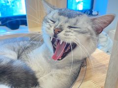 -有喵·猫咖·狗咖·30几只猫10只小狗(岗厦店)