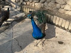 -栾川竹海野生动物园