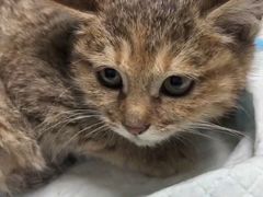 -中农大我爱我爱24h动物医院·中医针灸·猫专科·骨科医疗中心(双井店)