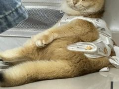 -中农国际动物医院24小时·猫科·骨科·急重症中心