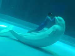 -上海海昌海洋公园-冰山北极馆