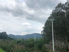 -雁南飞茶田景区