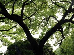 -杭州西湖风景名胜区-钱塘苏小小之墓