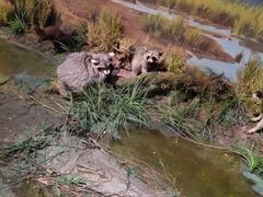 -陕西自然博物馆