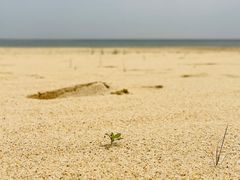 -碧海金沙