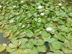 android_upload_pic-泗洪洪泽湖湿地景区