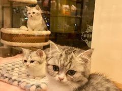 -小尾巴宠物店(万科·金域华庭店)