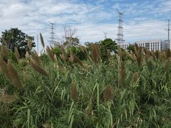 -广东花都湖国家湿地公园