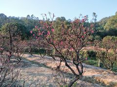 -南国桃园旅游度假区