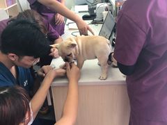 -爱诺耐芙动物医院(万博店)