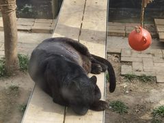 -青藏高原野生动物园