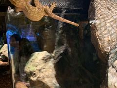 -暹罗海洋世界