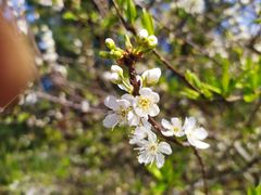 -南国桃园旅游度假区