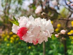 -南汇桃花村